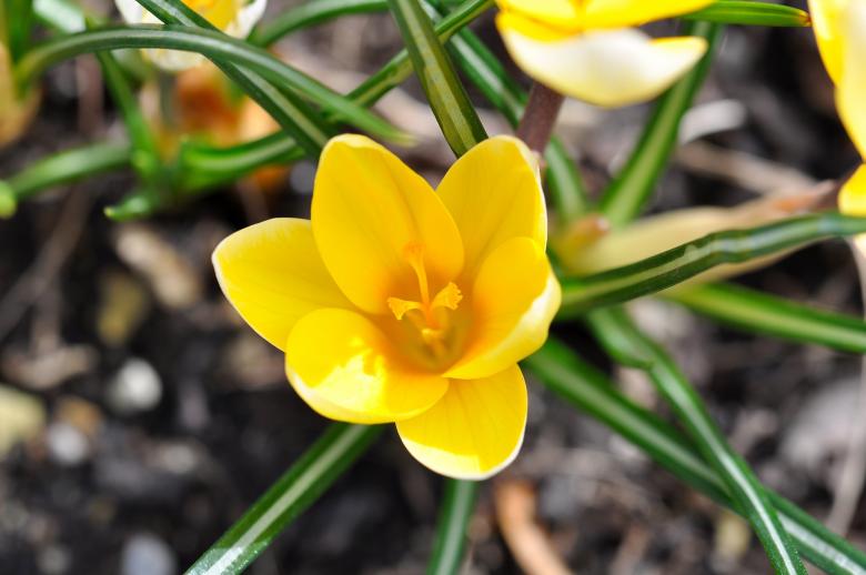 Free stock image of Flower created by Pixabay