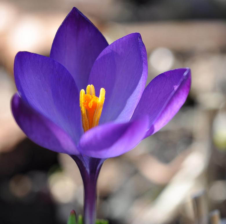 Free stock image of Flower created by Pixabay