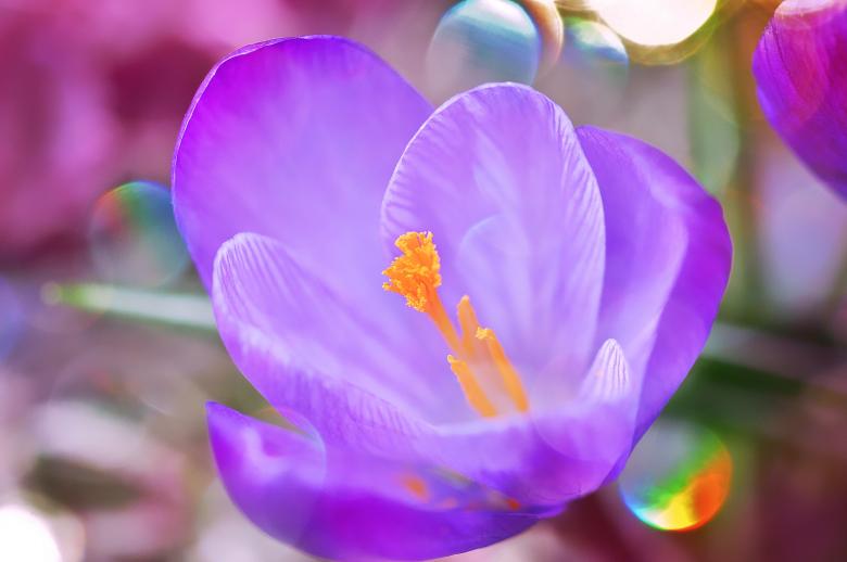 Free stock image of Nature created by Pixabay