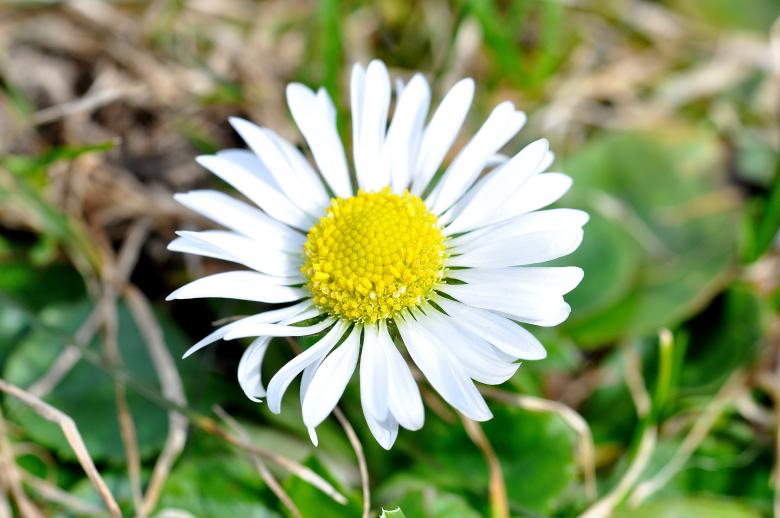 Free stock image of Nature created by Pixabay