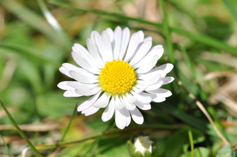 Free stock image of White created by Pixabay