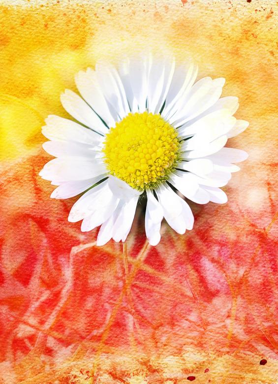 Free stock image of Flower created by Pixabay