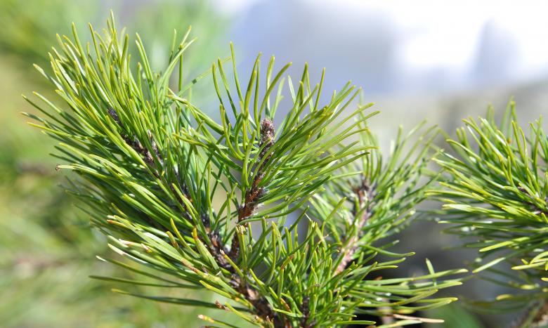 Free stock image of Pine created by Pixabay