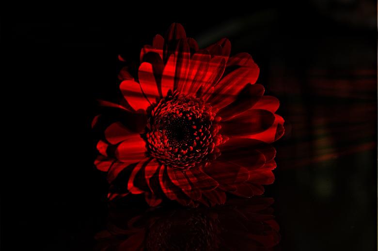 Free stock image of Nature created by Pixabay