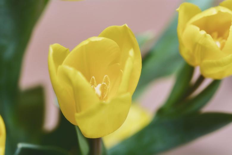 Free stock image of Flowers created by Pixabay