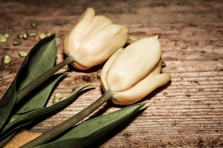 Free stock image of Flowers created by Pixabay