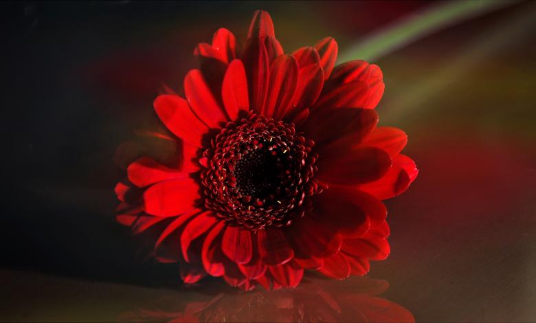Free stock image of Nature created by Pixabay