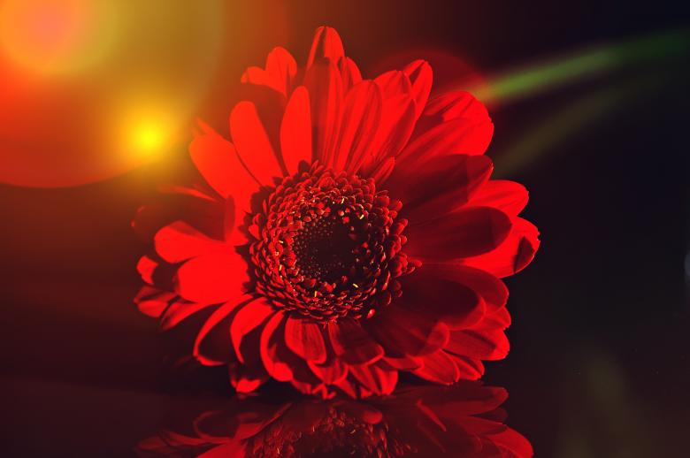 Free stock image of Freshness created by Pixabay