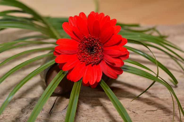 Free stock image of Nature created by Pixabay