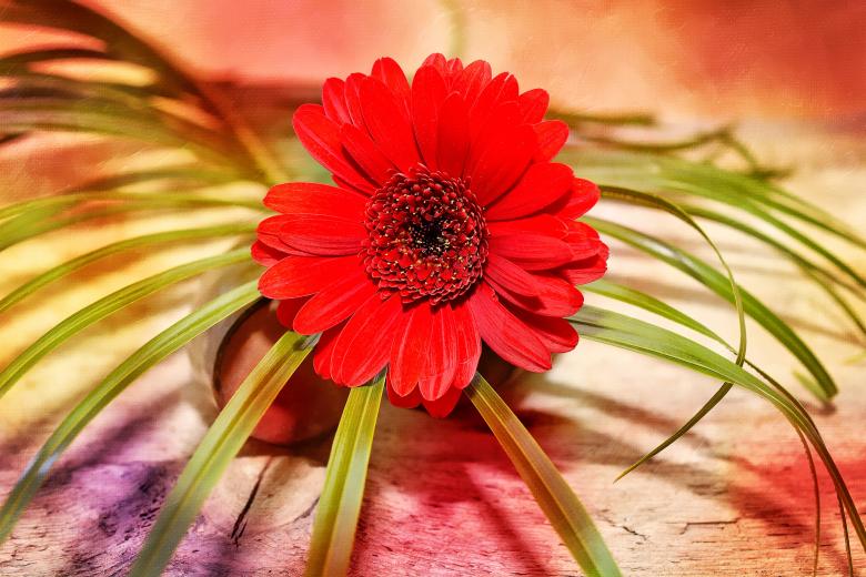 Free stock image of Red created by Pixabay