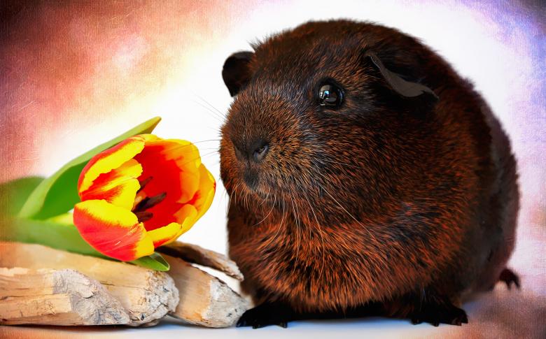Free stock image of Guinea Pig created by Pixabay
