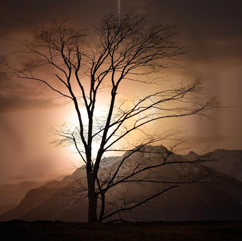 Free stock image of Tree created by Pixabay