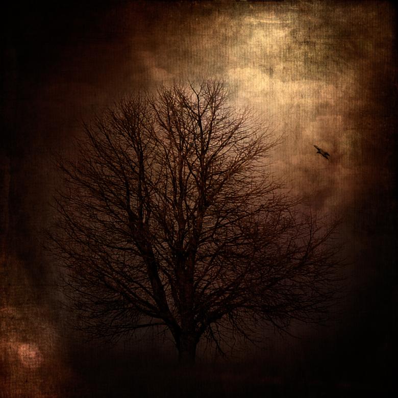 Free stock image of Tree created by Pixabay