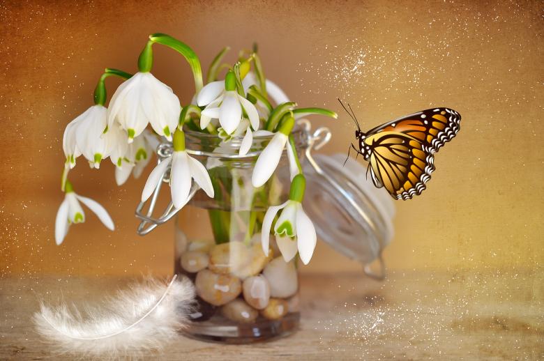 Free stock image of Lilly created by Pixabay