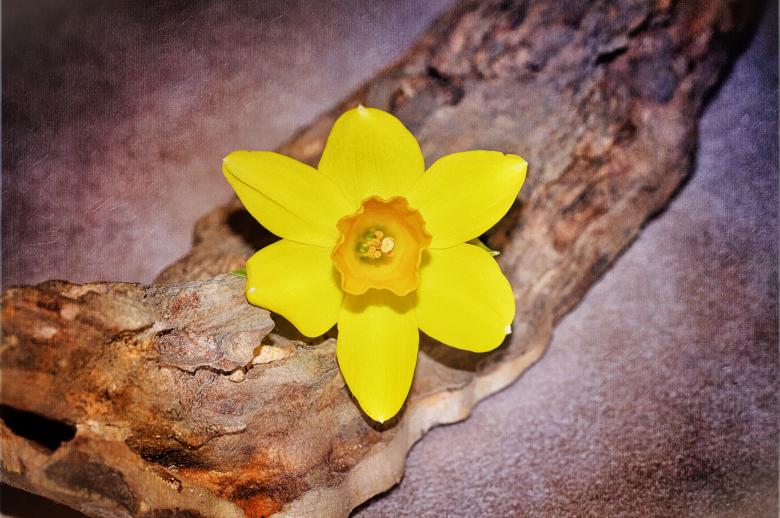 Free stock image of Narcissus created by Pixabay