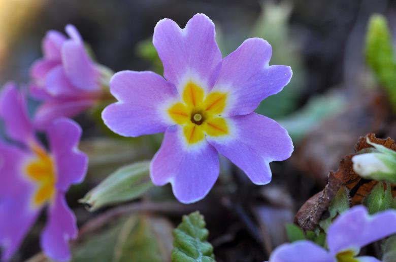 Free stock image of Flower created by Pixabay