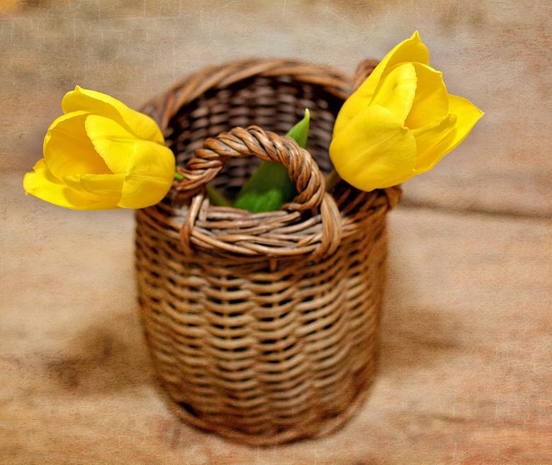 Free stock image of Tulip created by Pixabay