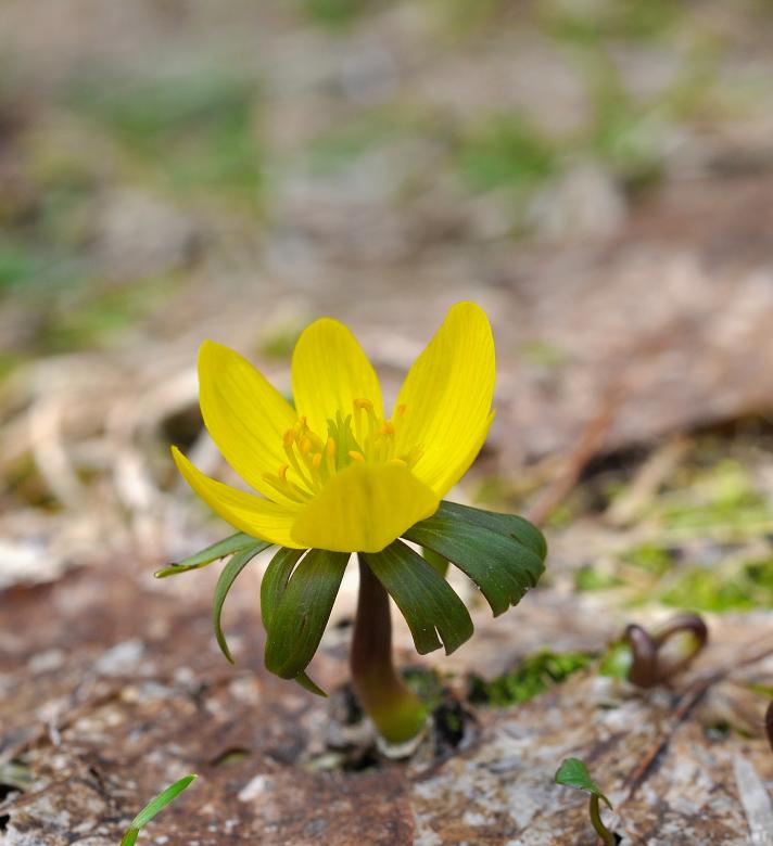 Free stock image of Flower created by Pixabay