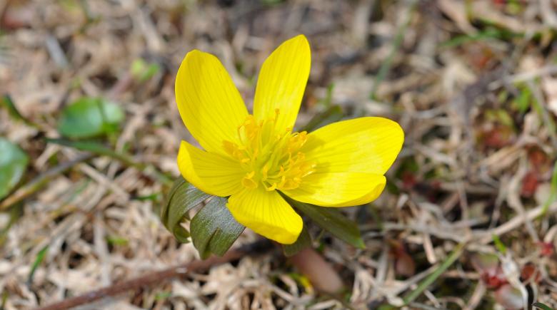 Free stock image of Flower created by Pixabay