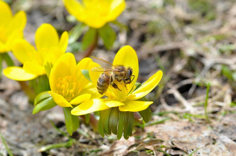 Free stock image of Nature created by Pixabay