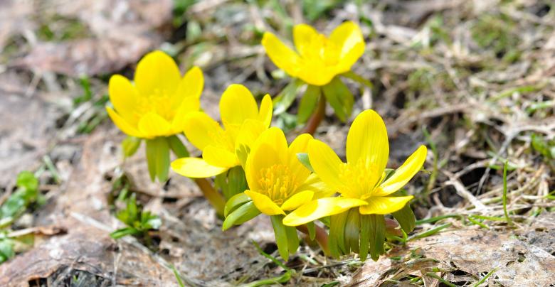 Free stock image of Flower created by Pixabay