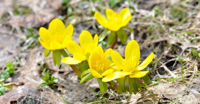 Free Stock Photo of Flower