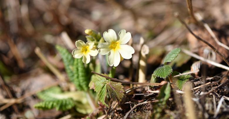 Free stock image of Cowslip created by Pixabay