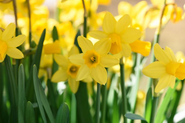 Free stock image of Garden created by Pixabay