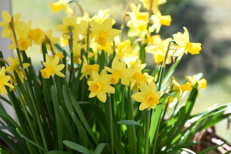 Free stock image of Flowers created by Pixabay