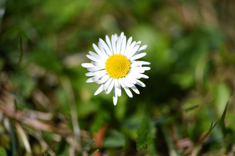 Free stock image of Daisy created by Pixabay