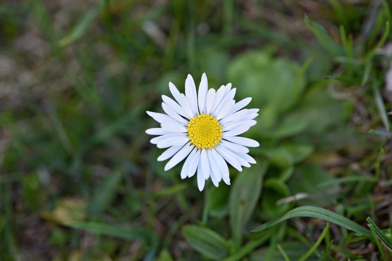 Free stock image of Daisy created by Pixabay