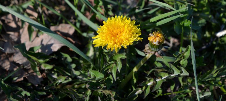 Free stock image of Dandelion created by Pixabay