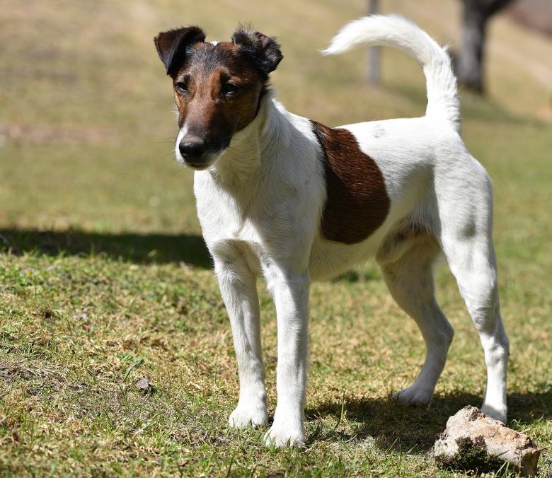 Free stock image of Max created by Pixabay