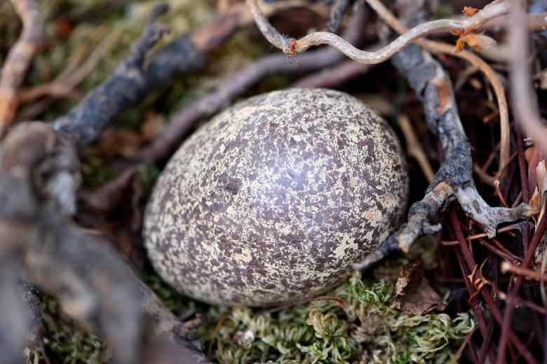 Free stock image of Egg created by Pixabay