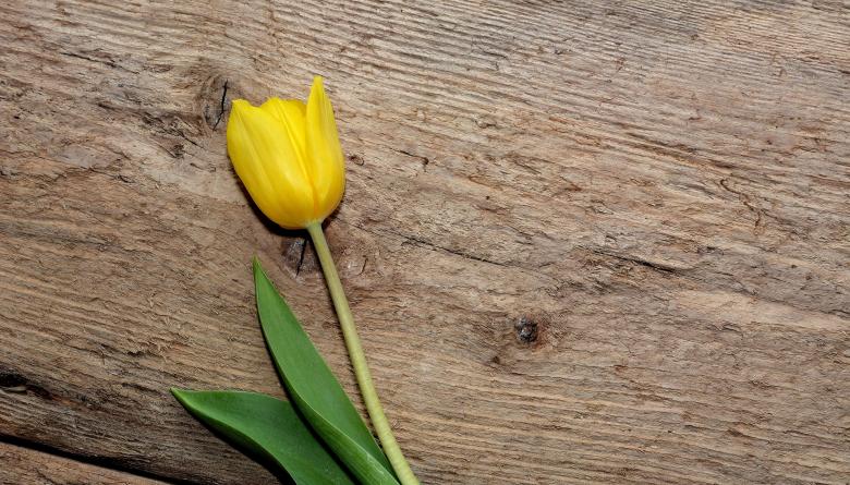 Free stock image of Tulip created by Pixabay