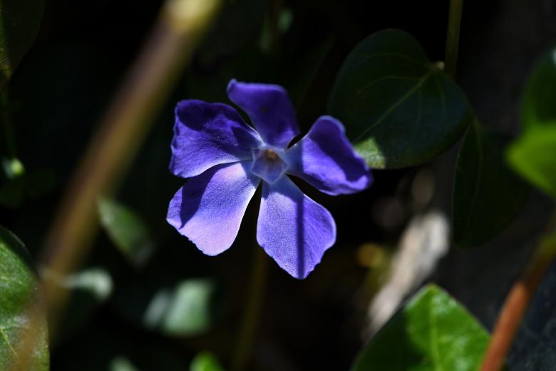 Free stock image of Blue Flower created by Pixabay