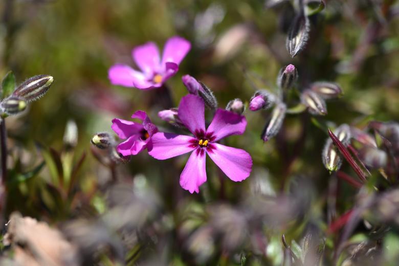 Free stock image of Purple Fresh Flowers created by Pixabay
