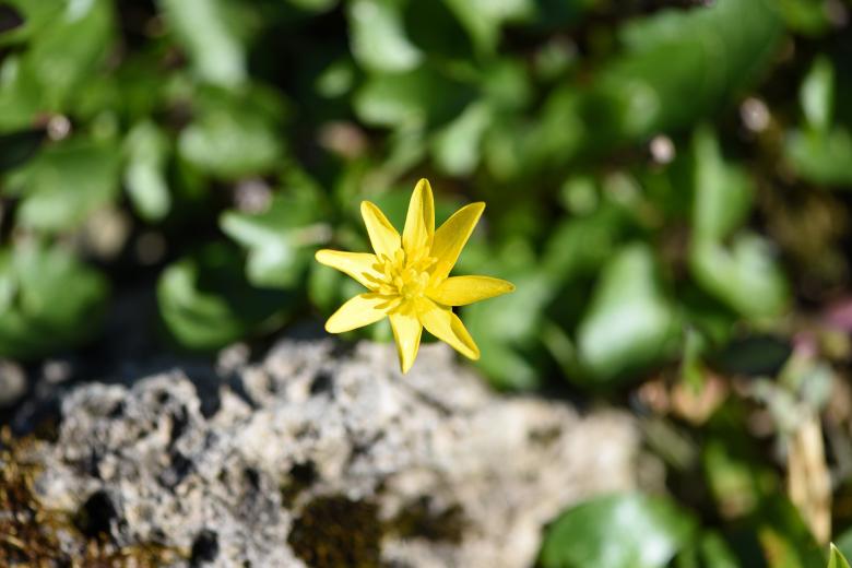 Free stock image of Garden created by Pixabay
