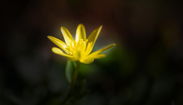 Free stock image of Yellow Flower created by Pixabay