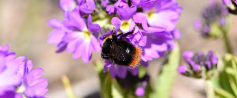 Free stock image of Fly on the Flowers created by Pixabay