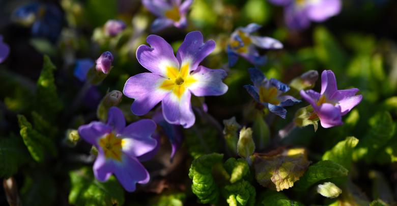 Free stock image of Flowers created by Pixabay