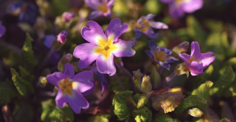 Free stock image of Purple Flowers created by Pixabay