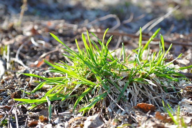 Free stock image of Grass created by Pixabay