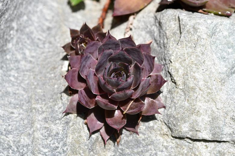 Free stock image of Houseleek created by Pixabay