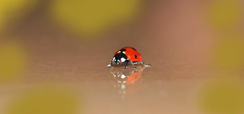 Free stock image of Ladybird created by Pixabay