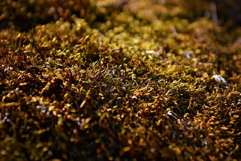 Free stock image of Moss created by Pixabay