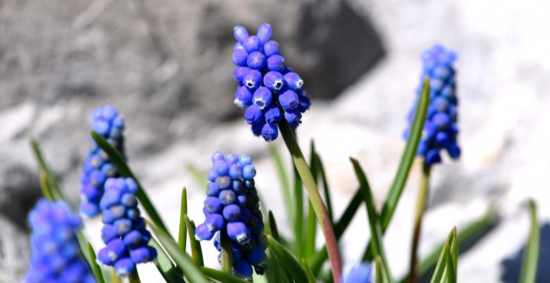 Free stock image of Muscari created by Pixabay
