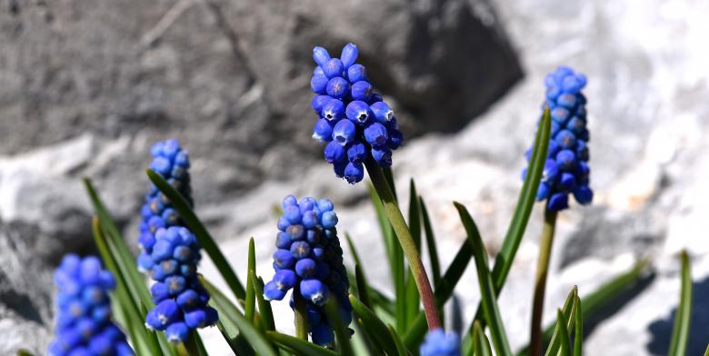 Free stock image of Garden created by Pixabay