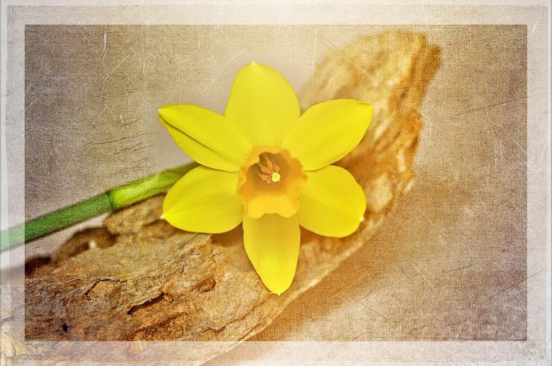 Free stock image of Yellow Narcissus created by Pixabay