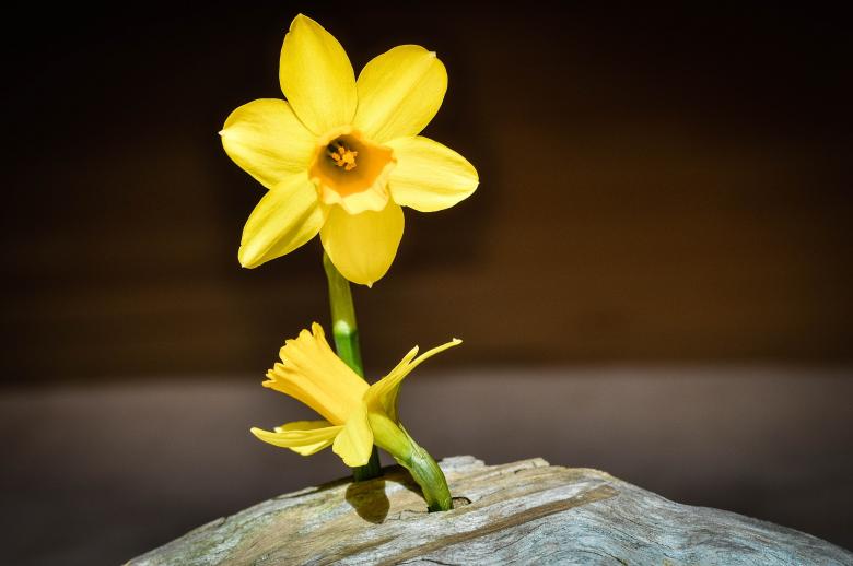 Free stock image of Yellow Flower created by Pixabay